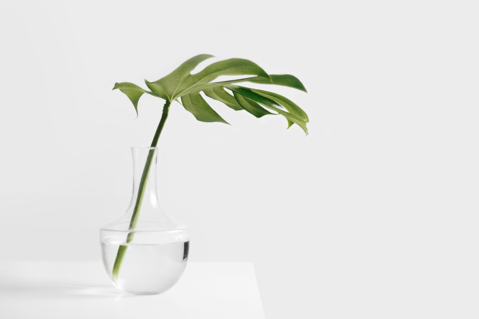 A single monstera leaf in a glass vase